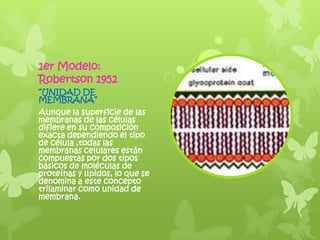 1er Modelo:
Robertson 1952
“UNIDAD DE
MEMBRANA”
Aunque la superficie de las
membranas de las células
difiere en su composición
exacta dependiendo el tipo
de célula ,todas las
membranas celulares están
compuestas por dos tipos
básicos de moléculas de
proteínas y lípidos, lo que se
denomina a este concepto
trilaminar como unidad de
membrana.
 