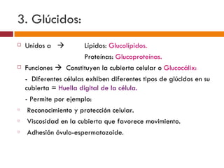 3. Glúcidos:
   Unidos a           Lípidos: Glucolípidos.
                        Proteínas: Glucoproteínas.
   Funciones  Constituyen la cubierta celular o Glucocálix:
    - Diferentes células exhiben diferentes tipos de glúcidos en su
    cubierta = Huella digital de la célula.
    - Permite por ejemplo:
o    Reconocimiento y protección celular.
o    Viscosidad en la cubierta que favorece movimiento.
o    Adhesión óvulo-espermatozoide.
 