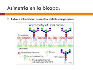Asimetría en la bicapa:
   Extra e intracelular presentan distinta composición.
 