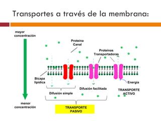 Transportes a través de la membrana:
 mayor
concentración
                                    Proteína
                                     Canal
                                                      Proteínas
                                                   Transportadoras




            Bicapa
            lipídica                                                 Energía

                                         Difusión facilitada     TRANSPORTE
                       Difusión simple                             ACTIVO


   menor
concentración                    TRANSPORTE
                                   PASIVO
 