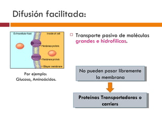 Difusión facilitada:
                           Transporte pasivo de moléculas
                            grandes e hidrofílicas.




                             No pueden pasar libremente
    Por ejemplo:
Glucosa, Aminoácidos.              la membrana


                             Proteínas Transportadoras o
                                       carriers
 