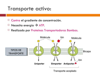 Transporte activo:
   Contra el gradiente de concentración.
   Necesita energía  ATP.
   Realizado por Proteínas Transportadoras Bombas.

                         Molécula           Ión      Molécula



  TIPOS DE                                                        Bicapa
TRANSPORTE

                                                            Ión
                    Uniporter       Simporter Antiporter


                                      Transporte acoplado
 
