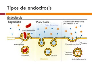 Tipos de endocitosis
 