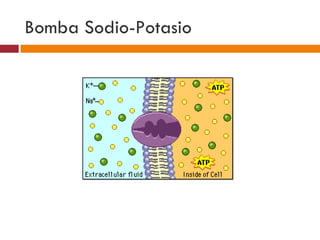 Bomba Sodio-Potasio
 