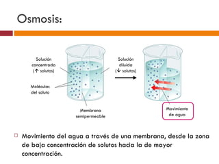 Osmosis:

         Solución                      Solución
       concentrada                      diluida
        ( solutos)                   ( solutos)


      Moléculas
      del soluto


                        Membrana                    Movimiento
                      semipermeable                  de agua



   Movimiento del agua a través de una membrana, desde la zona
    de baja concentración de solutos hacia la de mayor
    concentración.
 