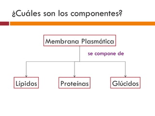 ¿Cuáles son los componentes?

          Membrana Plasmática
                      se compone de




Lípidos       Proteínas       Glúcidos
 