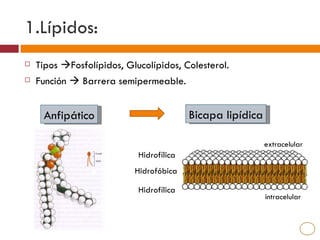 1.Lípidos:
   Tipos Fosfolípidos, Glucolípidos, Colesterol.
   Función  Barrera semipermeable.


     Anfipático                           Bicapa lipídica

                                                            extracelular
                            Hidrofílica
                           Hidrofóbica

                            Hidrofílica
                                                            intracelular
 