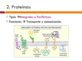 2. Proteínas:
   Tipos Integrales o Periféricas.
   Funciones  Transporte y comunicación.
 