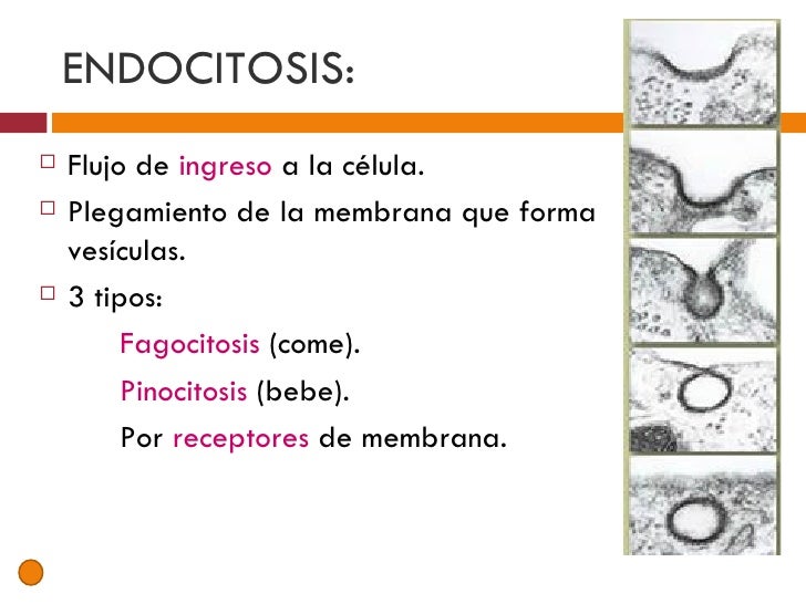 Membrana celular