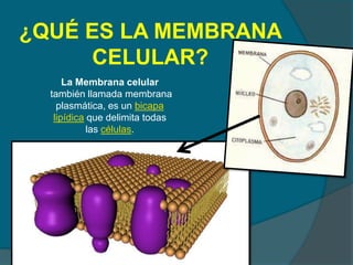 ¿QUÉ ES LA MEMBRANA
     CELULAR?
      La Membrana celular
  también llamada membrana
    plasmática, es un bicapa
   lipídica que delimita todas
            las células.
 