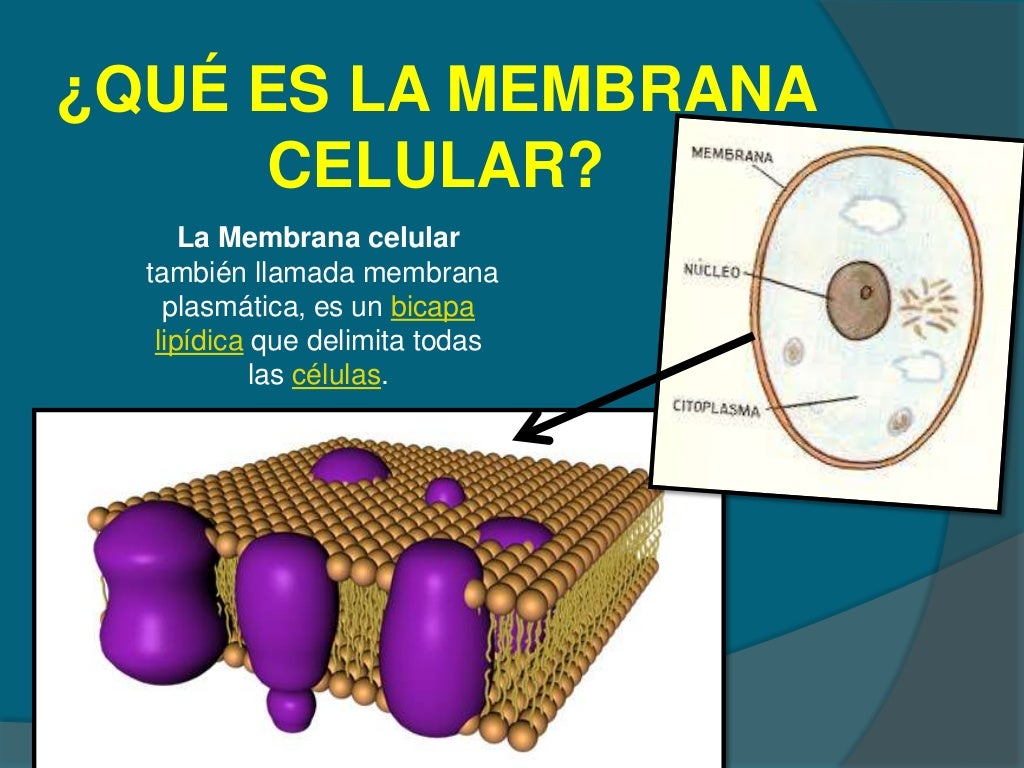 Que Es La Membrana Celular Dinami