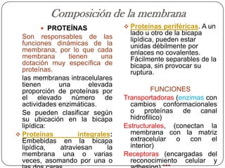 Composición de la membrana
         PROTEÍNAS                  Proteínas periféricas. A un
                                      lado u otro de la bicapa
  Son responsables de las             lipídica, pueden estar
  funciones dinámicas de la           unidas débilmente por
  membrana, por lo que cada           enlaces no covalentes.
  membrana        tienen     una      Fácilmente separables de la
  dotación muy específica de          bicapa, sin provocar su
  proteínas.                          ruptura.
  las membranas intracelulares
  tienen      una        elevada
  proporción de proteínas por                 FUNCIONES
  el elevado número de              Transportadoras (enzimas con
  actividades enzimáticas.            cambios conformacionales
  Se pueden clasificar según          o proteínas de canal
  su ubicación en la bicapa           hidrofilico)
  lipídica:                         Estructurales, (conectan la
 Proteínas          integrales:      membrana con la matriz
  Embebidas en la bicapa              extracelular  o con      el
  lipídica,    atraviesan      la     interior)
  membrana una o varias             Receptoras (encargadas del
  veces, asomando por una o           reconocimiento celular y
 