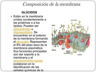 Composición de la membrana
         GLÚCIDOS
 Están en la membrana
  unidos covalentemente a
  las proteínas o a los
  lípidos. Pueden ser
  polisacáridos u
  oligosacáridos. Se
  encuentran en el exterior
  de la membrana formando
  el glicocalix. Representan
  el 8% del peso seco de la
  membrana plasmática.
  Sus funciones principales
  son dar soporte a la
  membrana y el
  reconocimiento celular
  (colaboran en la
  identificación de las
  señales químicas de la
 