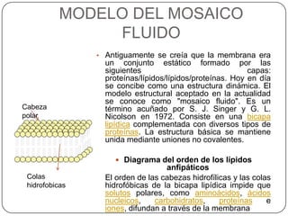MODELO DEL MOSAICO
               FLUIDO
                • Antiguamente se creía que la membrana era
                  un conjunto estático formado por las
                  siguientes                               capas:
                  proteínas/lípidos/lípidos/proteínas. Hoy en día
                  se concibe como una estructura dinámica. El
                  modelo estructural aceptado en la actualidad
                  se conoce como "mosaico fluido". Es un
Cabeza            término acuñado por S. J. Singer y G. L.
polar             Nicolson en 1972. Consiste en una bicapa
                  lipídica complementada con diversos tipos de
                  proteínas. La estructura básica se mantiene
                  unida mediante uniones no covalentes.

                     Diagrama del orden de los lípidos
                                   anfipáticos
 Colas            El orden de las cabezas hidrofílicas y las colas
 hidrofobicas     hidrofóbicas de la bicapa lipídica impide que
                  solutos polares, como aminoácidos, ácidos
                  nucleicos,    carbohidratos,     proteínas     e
                  iones, difundan a través de la membrana
 