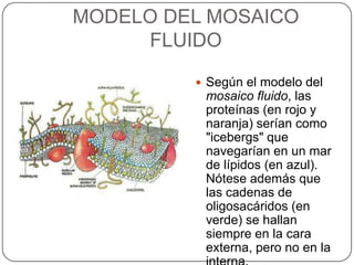 MODELO DEL MOSAICO
     FLUIDO

          Según el modelo del
          mosaico fluido, las
          proteínas (en rojo y
          naranja) serían como
          "icebergs" que
          navegarían en un mar
          de lípidos (en azul).
          Nótese además que
          las cadenas de
          oligosacáridos (en
          verde) se hallan
          siempre en la cara
          externa, pero no en la
 