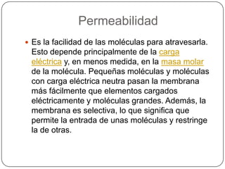 Permeabilidad
 Es la facilidad de las moléculas para atravesarla.
 Esto depende principalmente de la carga
 eléctrica y, en menos medida, en la masa molar
 de la molécula. Pequeñas moléculas y moléculas
 con carga eléctrica neutra pasan la membrana
 más fácilmente que elementos cargados
 eléctricamente y moléculas grandes. Además, la
 membrana es selectiva, lo que significa que
 permite la entrada de unas moléculas y restringe
 la de otras.
 