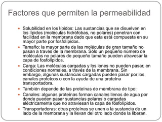 Factores que permiten la permeabilidad
   Solubilidad en los lípidos: Las sustancias que se disuelven en
      los lípidos (moléculas hidrófobas, no polares) penetran con
      facilidad en la membrana dado que esta está compuesta en su
      mayor parte por fosfolípidos.
     Tamaño: la mayor parte de las moléculas de gran tamaño no
      pasan a través de la membrana. Sólo un pequeño número de
      moléculas no polares de pequeño tamaño pueden atravesar la
      capa de fosfolípidos.
     Carga: Las moléculas cargadas y los iones no pueden pasar, en
      condiciones normales, a través de la membrana. Sin
      embargo, algunas sustancias cargadas pueden pasar por los
      canales proteícos o con la ayuda de una proteína
      transportadora.
     También depende de las proteínas de membrana de tipo:
     Canales: algunas proteínas forman canales llenos de agua por
      donde pueden pasar sustancias polares o cargadas
      eléctricamente que no atraviesan la capa de fosfolípidos.
     Transportadoras: otras proteínas se unen a la sustancia de un
      lado de la membrana y la llevan del otro lado donde la liberan.
 