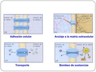 Funciones de la MC




Adhesión celular   Anclaje a la matriz extracelular




   Transporte         Bombeo de sustancias
 