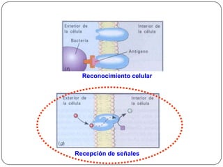 Funciones de la MC



          Reconocimiento celular




        Recepción de señales
 