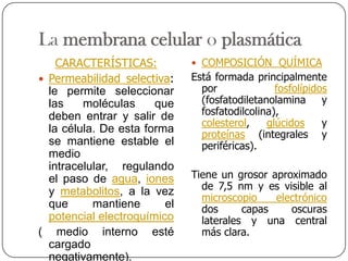 La membrana celular o plasmática
    CARACTERÍSTICAS:           COMPOSICIÓN QUÍMICA
 Permeabilidad selectiva:    Está formada principalmente
  le permite seleccionar        por              fosfolípidos
  las    moléculas     que      (fosfatodiletanolamina      y
  deben entrar y salir de       fosfatodilcolina),
                                colesterol,    glúcidos     y
  la célula. De esta forma      proteínas (integrales y
  se mantiene estable el        periféricas).
  medio
  intracelular, regulando
  el paso de agua, iones      Tiene un grosor aproximado
  y metabolitos, a la vez       de 7,5 nm y es visible al
                                microscopio    electrónico
  que      mantiene      el     dos      capas    oscuras
  potencial electroquímico      laterales y una central
( medio interno esté            más clara.
  cargado
  negativamente).
 