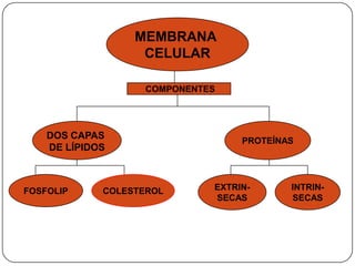 MEMBRANA
                   CELULAR

                    COMPONENTES




    DOS CAPAS
                                   PROTEÍNAS
    DE LÍPIDOS



FOSFOLIP     COLESTEROL       EXTRIN-      INTRIN-
                              SECAS        SECAS
 