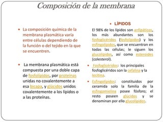 Composición de la membrana
                                                      LÍPIDOS
 La composición química de la            El 98% de los lípidos son anfipáticos,
  membrana plasmática varía               los más abundantes son los
  entre células dependiendo de            fosfoglicéridos (fosfolípidos) y los
  la función o del tejido en la que       esfingolípidos, que se encuentran en
  se encuentren.                          todas las células; le siguen los
                                          glucolípidos, así como esteroides
                                          (colesterol).
 La membrana plasmática está             Fosfoglicéridos: los principales
  compuesta por una doble capa            fosfoglicéridos son la cefalina y la
  de fosfolípidos, por proteínas          lecitina.
  unidas no covalentemente a           Esfingolípidos:   constituidos por
  esa bicapa, y glúcidos unidos           ceramida solo la familia de la
  covalentemente a los lípidos o          esfingomielina posee fósforo; el
  a las proteínas.                        resto poseen glúcidos y se
                                          denominan por ello glucolípidos.
 