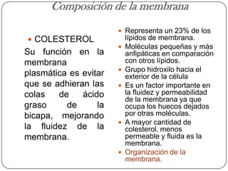 Composición de la membrana
                        Representa un 23% de los
 COLESTEROL               lípidos de membrana.
                          Moléculas pequeñas y más
Su función en la           anfipáticas en comparación
membrana                   con otros lípidos.
                          Grupo hidroxilo hacia el
plasmática es evitar       exterior de la célula
que se adhieran las       Es un factor importante en
colas   de    ácido        la fluidez y permeabilidad
                           de la membrana ya que
graso     de      la       ocupa los huecos dejados
bicapa, mejorando          por otras moléculas.
                          A mayor cantidad de
la fluidez de la           colesterol, menos
membrana.                  permeable y fluida es la
                           membrana.
                          Organización de la
                           membrana.
 