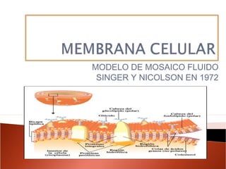 MODELO DE MOSAICO FLUIDO
SINGER Y NICOLSON EN 1972
 