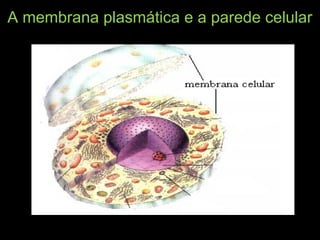 A membrana plasmática e a parede celular
 