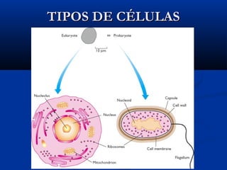 TIPOS DE CÉLULAS

 