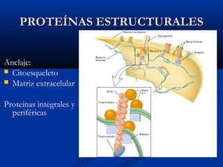 PROTEÍNAS ESTRUCTURALES
Anclaje:
 Citoesqueleto
 Matriz extracelular
Proteínas integrales y
periféricas

 
