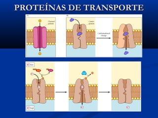 PROTEÍNAS DE TRANSPORTE

 
