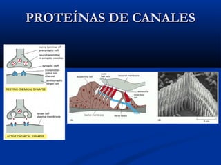 PROTEÍNAS DE CANALES

 