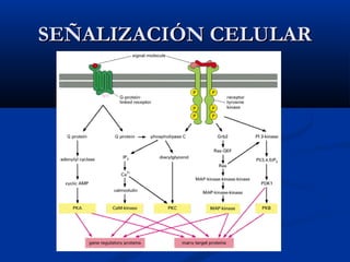 SEÑALIZACIÓN CELULAR

 