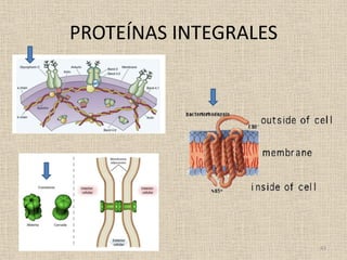 PROTEÍNAS INTEGRALES

43

 