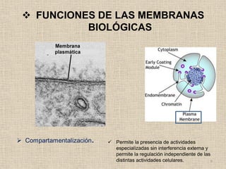  FUNCIONES DE LAS MEMBRANAS
BIOLÓGICAS

 Permite la presencia de actividades
especializadas sin interferencia externa y
permite la regulación independiente de las
distintas actividades celulares.
9

 