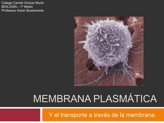 MEMBRANA PLASMÁTICA
Y el transporte a través de la membrana.
Colegio Camilo Ortúzar Montt
BIOLOGÍA – 1º Medio
Profesora: Karen Bustamante
 