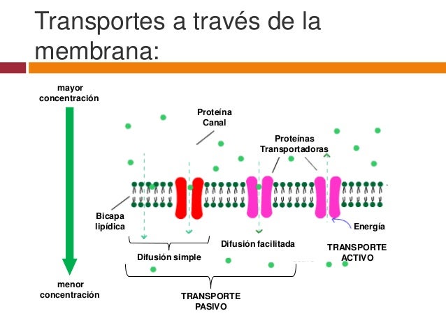 Resultado de imagen para bicapa lipidica proteinas DE CANALES