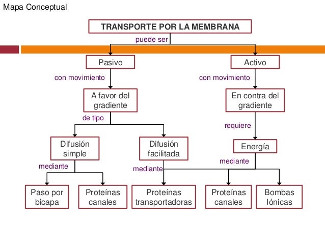 Membrana celular