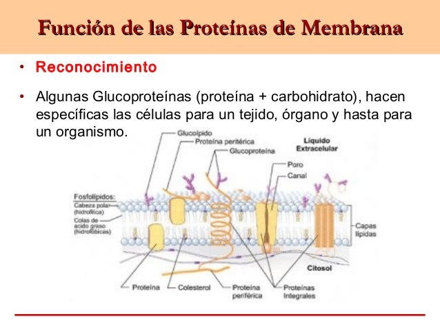 Membrana celular Membrana celular