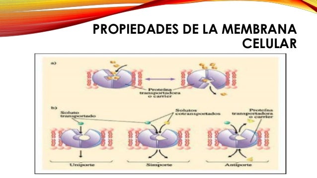 MEMBRANA CELULAR