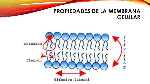 MEMBRANA CELULAR