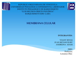 REPUBLICA BOLIVARIANA DE VENEZUELA 
UNIVERSIDAD PEDAGÓGICA EXPERIMENTAL LIBERTADOR 
INSTITUTO PEDAGÓGICO DE BARQUISIMETO 
“LUIS BELTRÁN PRIETO FIGUEROA” 
BARQUISIMETO EDO- LARA 
INTEGRANTES: 
YOANY RIVAS 
JUAN BETANCOURT 
ANDREINA ADAM 
5BI01 
Profesora: 
Luisaurys Díaz 
MEMBRANA CELULAR 
 