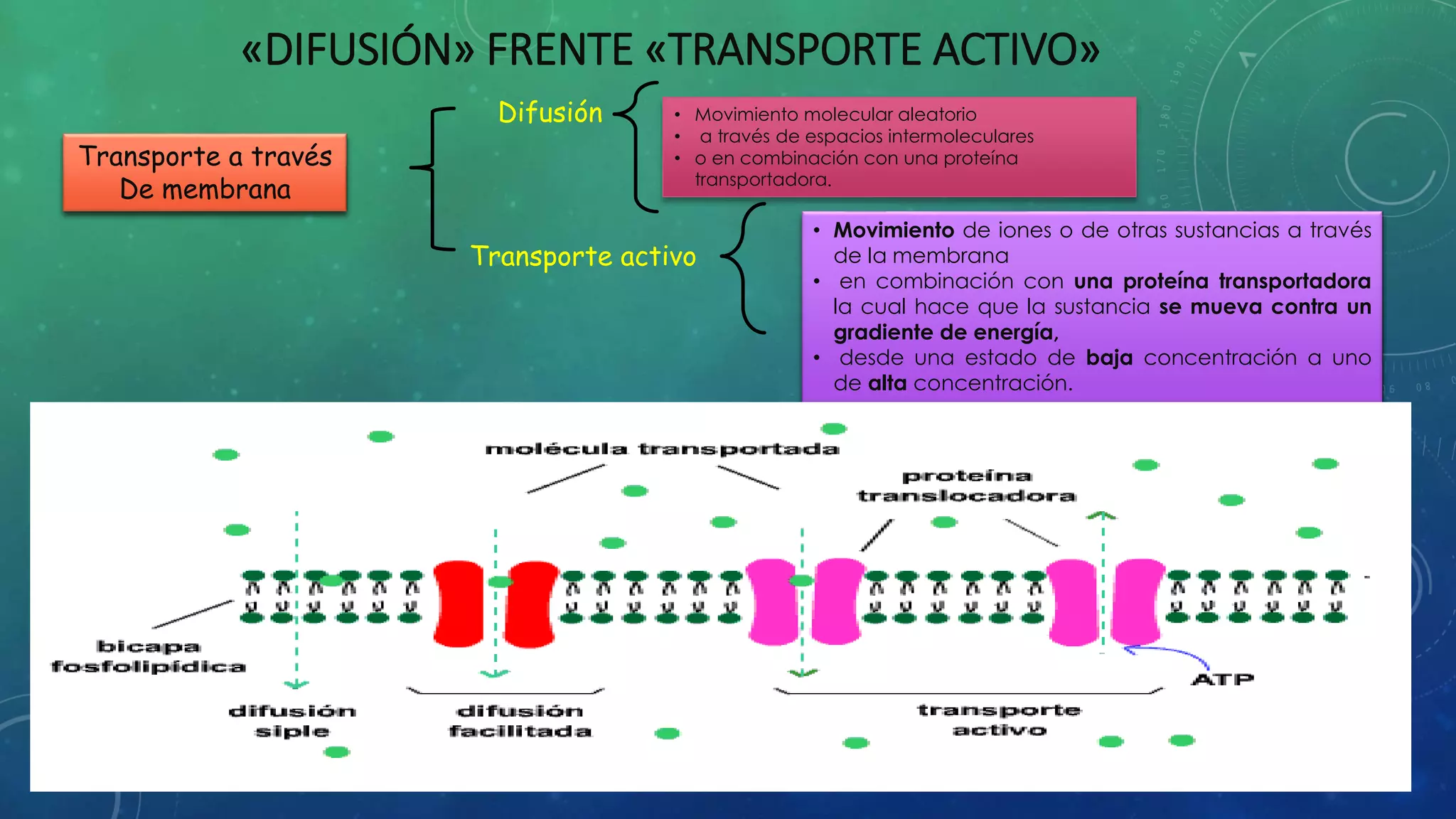 transporte de membrana celular | PPT