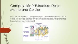 Composición Y Estructura De La
Membrana Celular
La membrana esta compuesta por una serie de sustancias
entre las que se destacan tenemos los lípidos, las proteínas,
los glúcidos y el colesterol.
 