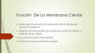 Función De La Membrana Celular
 Aislar selectivamente el contenido de la célula del
ambiente externo.
 Regular el intercambio de sustancias entre el interior y
exterior de la célula.
 La comunicación intercelular.
 Permitir el reconocimiento celular.
 