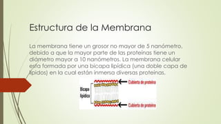 Estructura de la Membrana
La membrana tiene un grosor no mayor de 5 nanómetro,
debido a que la mayor parte de las proteínas tiene un
diámetro mayor a 10 nanómetros. La membrana celular
esta formada por una bicapa lipídica (una doble capa de
lípidos) en la cual están inmersa diversas proteínas.
 
