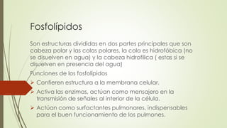 Fosfolípidos
Son estructuras divididas en dos partes principales que son
cabeza polar y las colas polares, la cola es hidrofóbica (no
se disuelven en agua) y la cabeza hidrofilica ( estas si se
disuelven en presencia del agua)
Funciones de los fosfolípidos
 Confieren estructura a la membrana celular.
 Activa las enzimas, actúan como mensajero en la
transmisión de señales al interior de la célula.
 Actúan como surfactantes pulmonares, indispensables
para el buen funcionamiento de los pulmones.
 