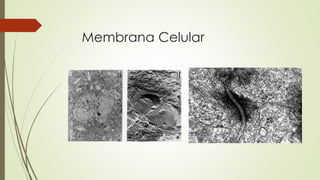 Membrana Celular
 