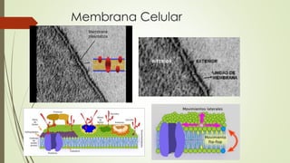 Membrana Celular
 